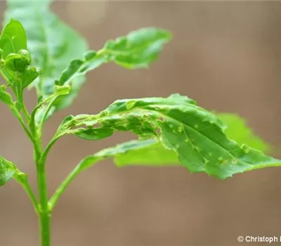 Wanzen an Forsythien