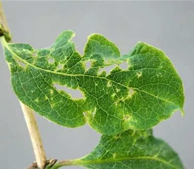 Wanzen an Heckenkirschen