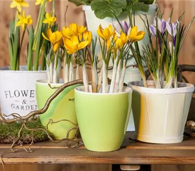 Frühling auf dem Balkon geht ohne bunte Blumen gar nicht