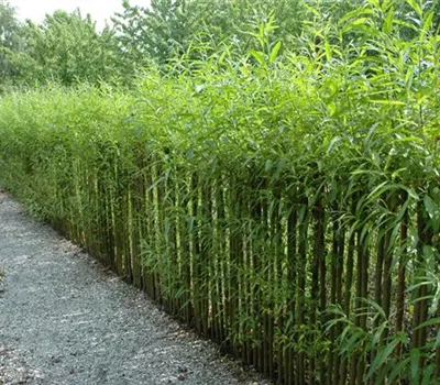 Ein Sichtschutz im Garten sorgt für mehr Privatsphäre Ein Sichtschutz im Garten sorgt für mehr Privatsphäre
