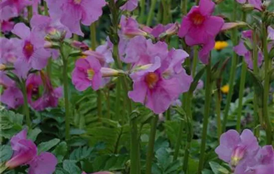 Freilandgloxinie – Trompetenblüten im Garten
