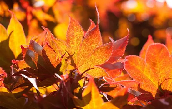 Der herbstliche Garten schön in Form