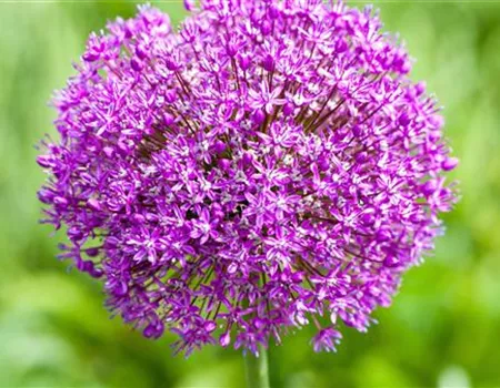 Zierlauch - Einpflanzen im Garten Zierlauch - Einpflanzen im Garten