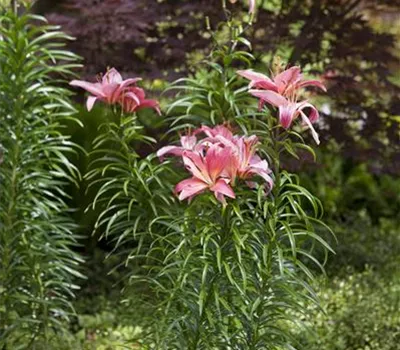 Pflanzzeit für Lilien