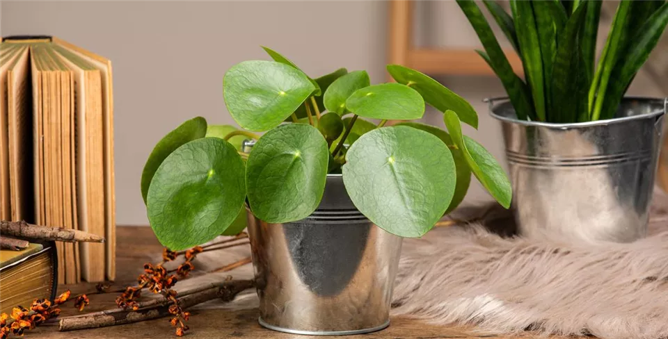 Pilea peperomioides