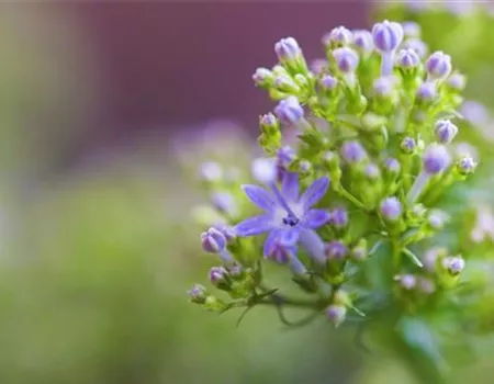 Blaues Halskraut - Einpflanzen im Garten Blaues Halskraut - Einpflanzen im Garten