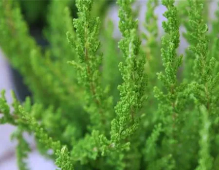 Besenheide - Einpflanzen im Garten Besenheide - Einpflanzen im Garten