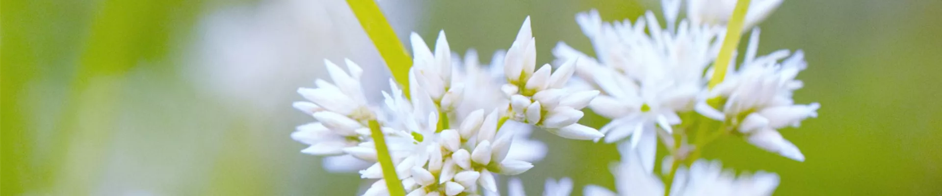 Schnee Marbel - Einpflanzen im Garten (Thumbnail).jpg