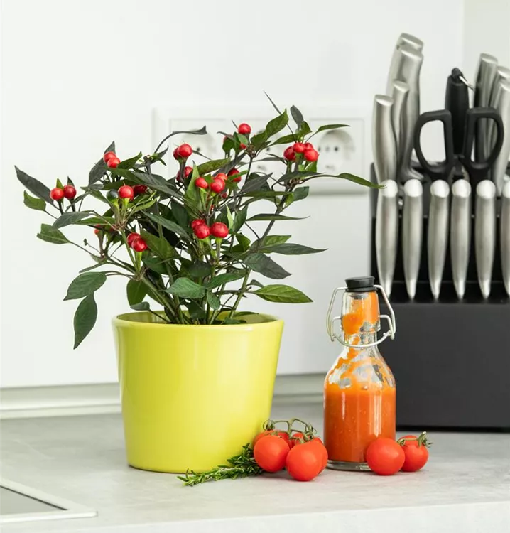 Mini-Chili 'Kleine Perle'