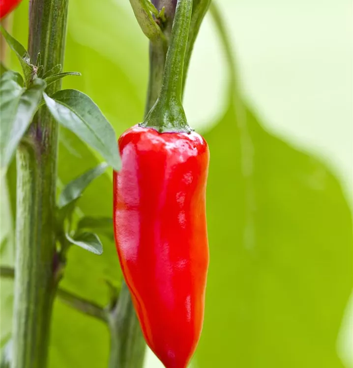 Roter Paprika