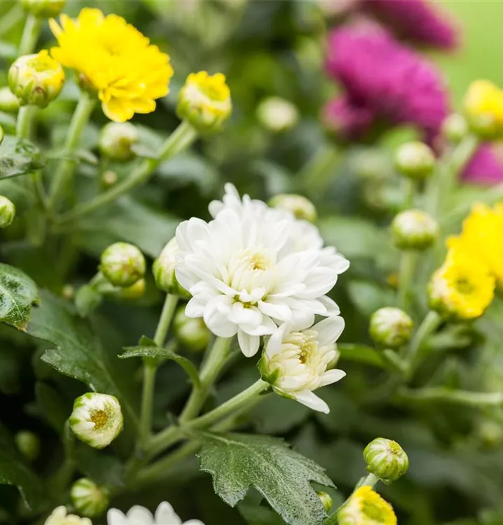 Herbst-Chrysantheme 'Trio'