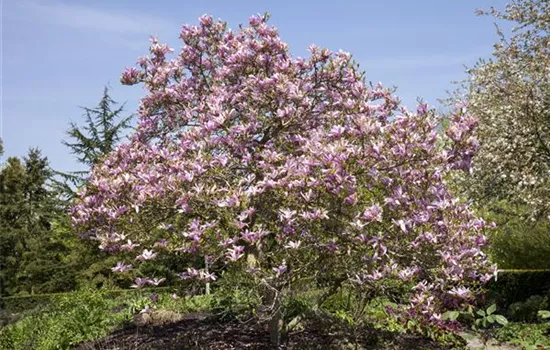 Magnolien als frühblühendes Highlight im Garten 