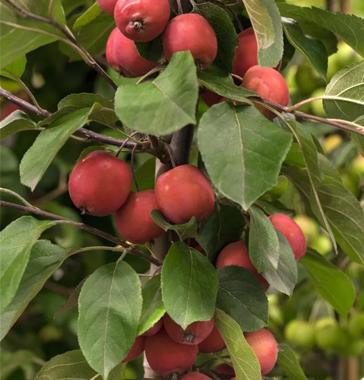 Zier-Apfel