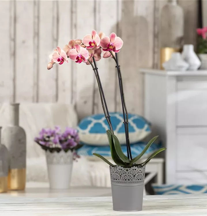 Schmetterlingsorchidee 'Cascade'