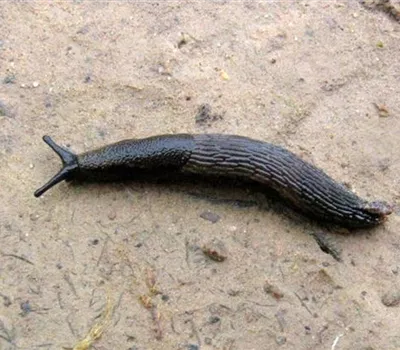 Schnecken im Garten