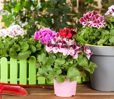 Geranien als beliebte Klassiker für Balkon und Garten
