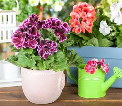 Geranien pflanzen und Balkon und Garten bunt gestalten