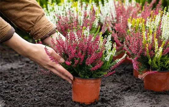 Heide pflanzen und Garten und Co. bunt gestalten