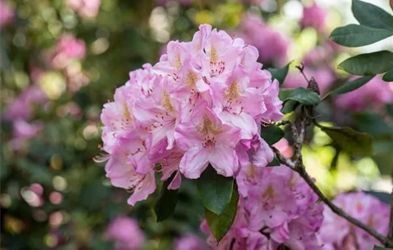 Rhododendron kaufen und den Garten bunt gestalten