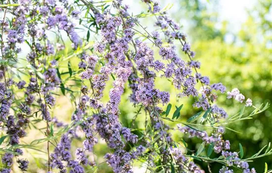 Sommerflieder im Garten als Schmetterlingsmagnet