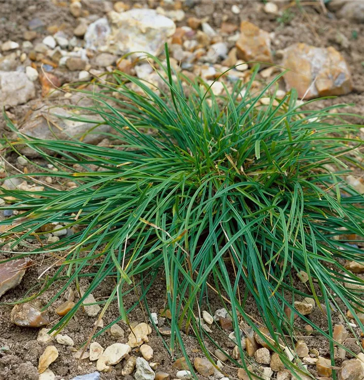 Polsterartige Garten-Segge