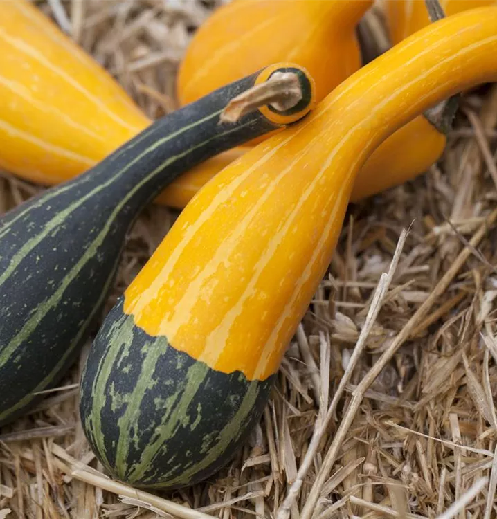 Zierkürbis 'Jeanny'